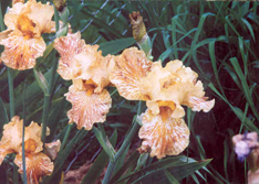 Tiger Honey